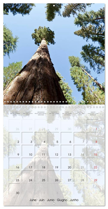 Gorgeous California YOSEMITE NATIONAL PARK (CALVENDO Monthly Calendar 2025)