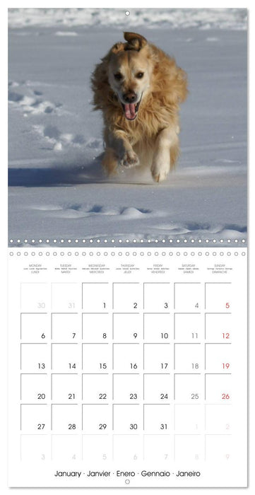 Happy Golden Retriever (CALVENDO Monthly Calendar 2025)