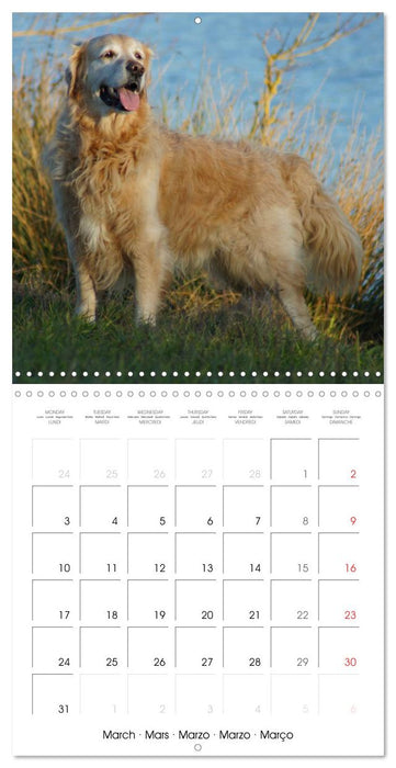 Happy Golden Retriever (CALVENDO Monthly Calendar 2025)