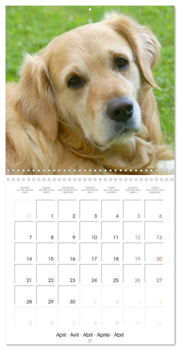 Happy Golden Retriever (CALVENDO Monthly Calendar 2025)