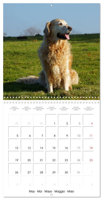 Happy Golden Retriever (CALVENDO Monthly Calendar 2025)