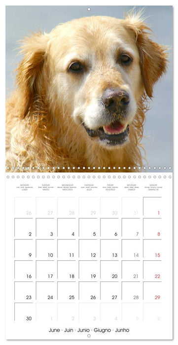 Happy Golden Retriever (CALVENDO Monthly Calendar 2025)