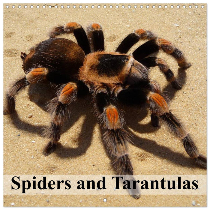 Spiders and Tarantulas (CALVENDO Monthly Calendar 2025)