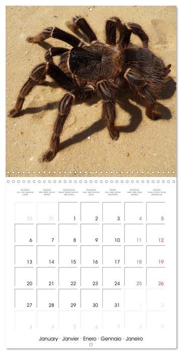 Spiders and Tarantulas (CALVENDO Monthly Calendar 2025)