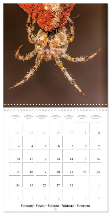 Spiders and Tarantulas (CALVENDO Monthly Calendar 2025)