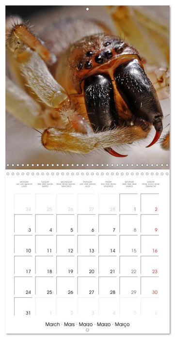 Spiders and Tarantulas (CALVENDO Monthly Calendar 2025)