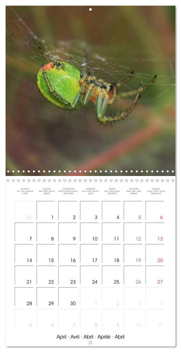 Spiders and Tarantulas (CALVENDO Monthly Calendar 2025)