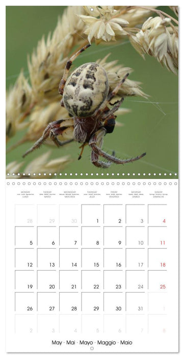 Spiders and Tarantulas (CALVENDO Monthly Calendar 2025)