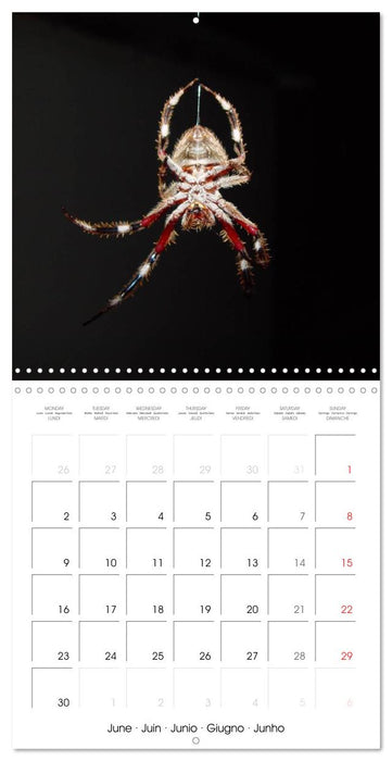 Spiders and Tarantulas (CALVENDO Monthly Calendar 2025)