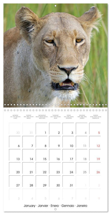 Lions Kings of the Jungle (CALVENDO Monthly Calendar 2025)