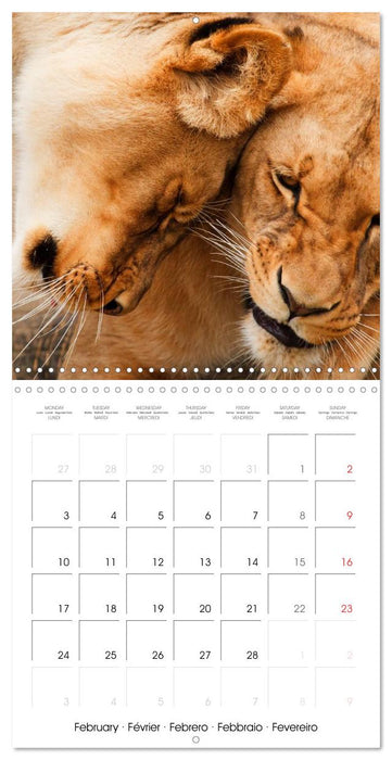 Lions Kings of the Jungle (CALVENDO Monthly Calendar 2025)