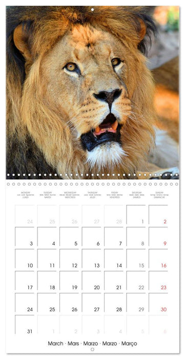 Lions Kings of the Jungle (CALVENDO Monthly Calendar 2025)