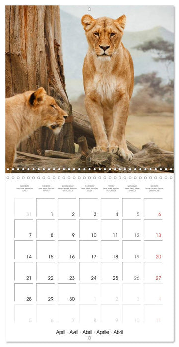 Lions Kings of the Jungle (CALVENDO Monthly Calendar 2025)