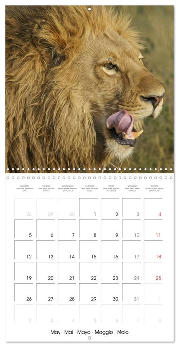 Lions Kings of the Jungle (CALVENDO Monthly Calendar 2025)