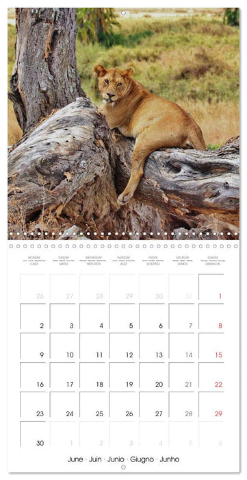 Lions Kings of the Jungle (CALVENDO Monthly Calendar 2025)