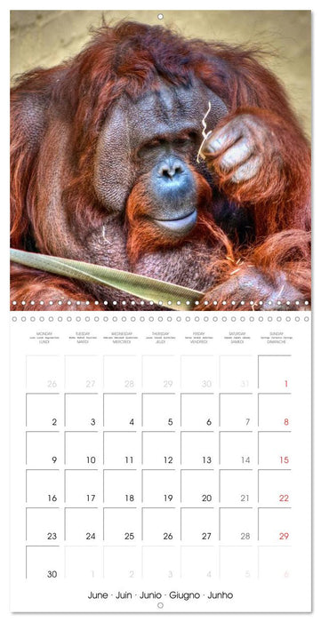 Orangutans Inhabitants of the rainforests (CALVENDO Monthly Calendar 2025)