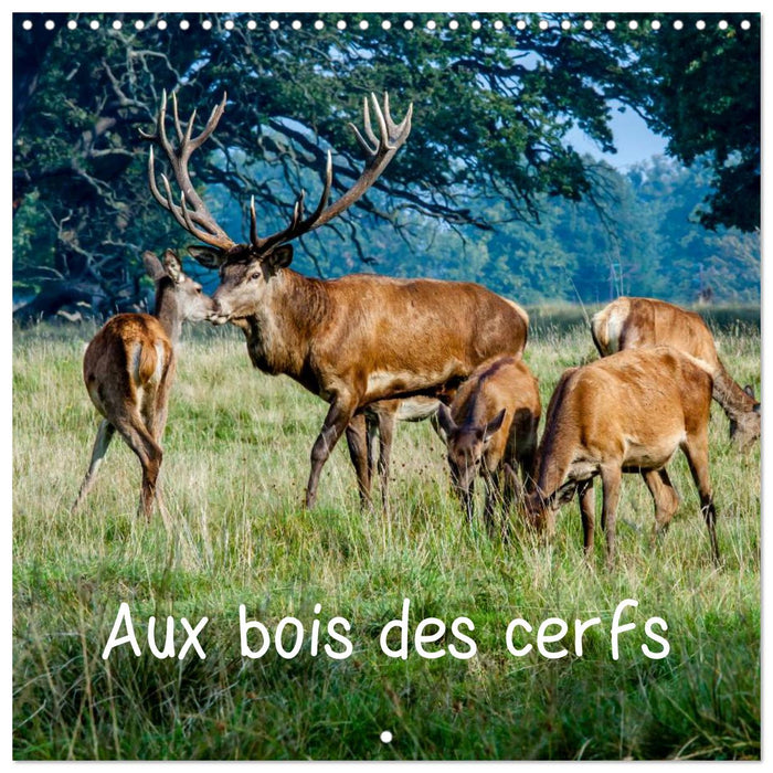 Aux bois des cerfs (CALVENDO Calendrier mensuel 2025)