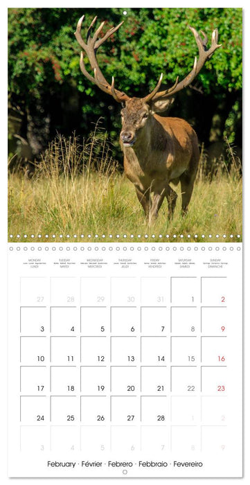 Aux bois des cerfs (CALVENDO Calendrier mensuel 2025)