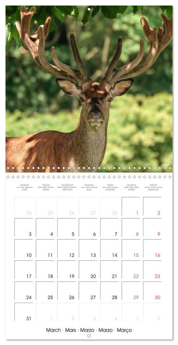 Aux bois des cerfs (CALVENDO Calendrier mensuel 2025)