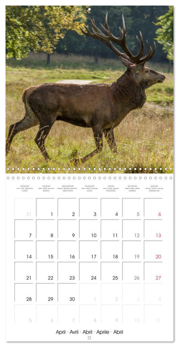 Aux bois des cerfs (CALVENDO Calendrier mensuel 2025)