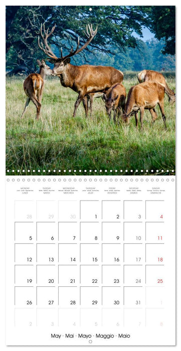 Aux bois des cerfs (CALVENDO Calendrier mensuel 2025)