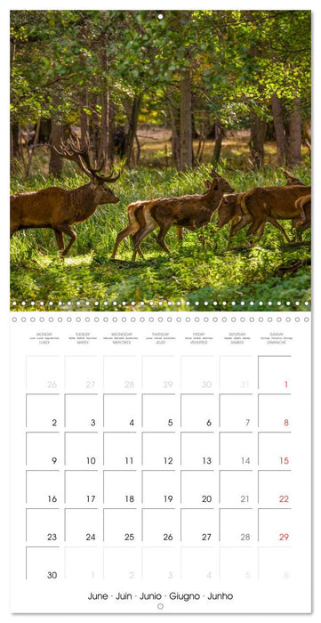 Aux bois des cerfs (CALVENDO Calendrier mensuel 2025)