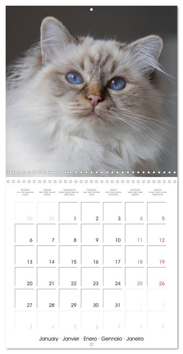 Sacred Birman Cats (CALVENDO Monthly Calendar 2025)