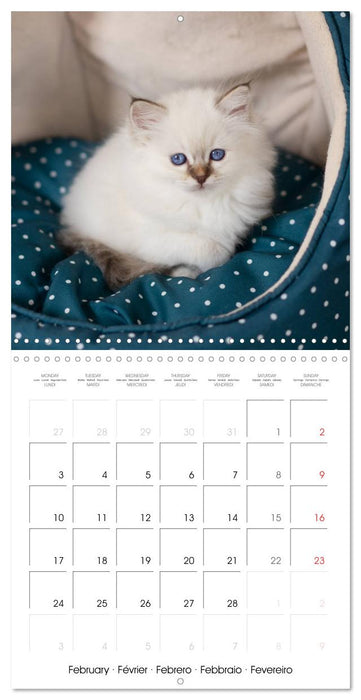 Sacred Birman Cats (CALVENDO Monthly Calendar 2025)