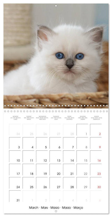 Sacred Birman Cats (CALVENDO Monthly Calendar 2025)