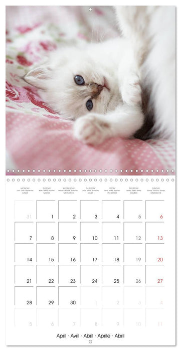 Sacred Birman Cats (CALVENDO Monthly Calendar 2025)