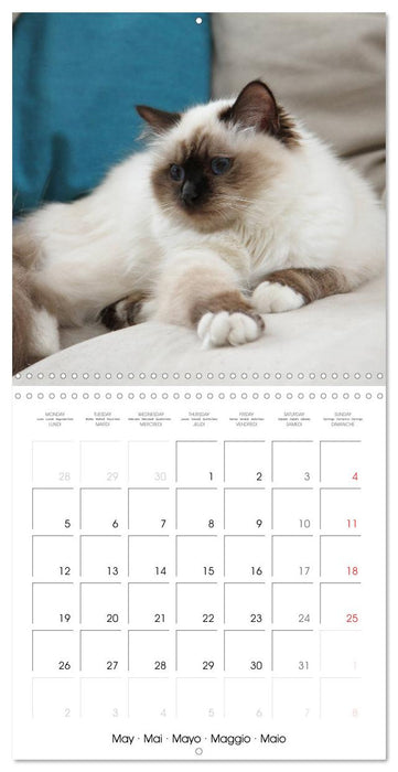 Sacred Birman Cats (CALVENDO Monthly Calendar 2025)