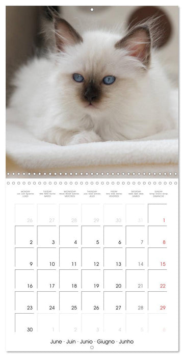 Sacred Birman Cats (CALVENDO Monthly Calendar 2025)