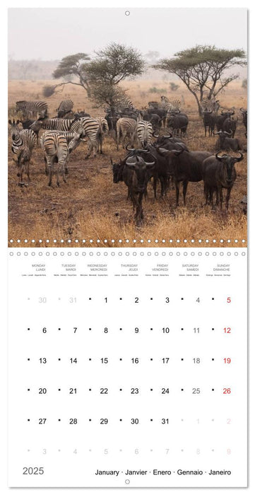 Adventure South Africa 2025 (CALVENDO Monthly Calendar 2025)