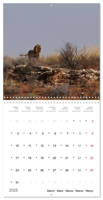 Adventure South Africa 2025 (CALVENDO Monthly Calendar 2025)