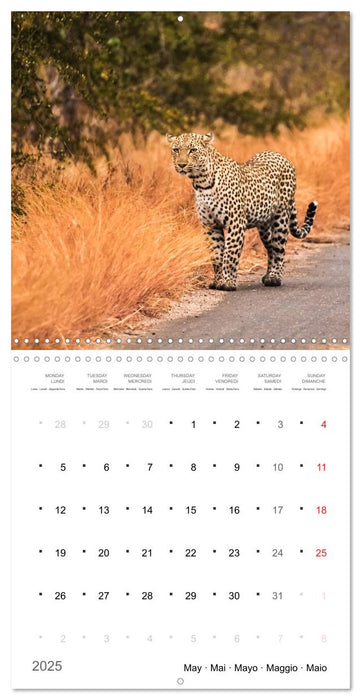 Adventure South Africa 2025 (CALVENDO Monthly Calendar 2025)