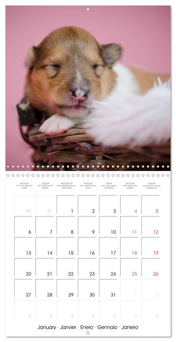 Lovely Collie 2025 (CALVENDO Monthly Calendar 2025)