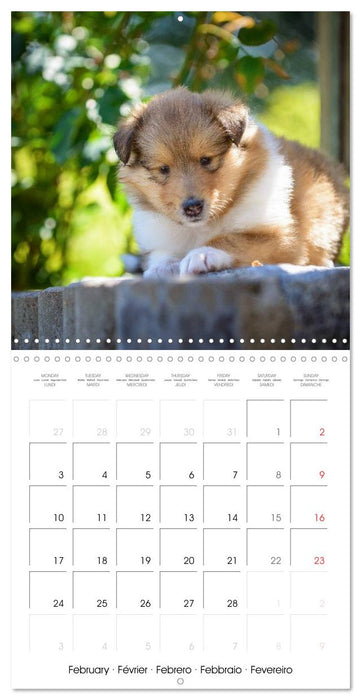 Lovely Collie 2025 (CALVENDO Monthly Calendar 2025)