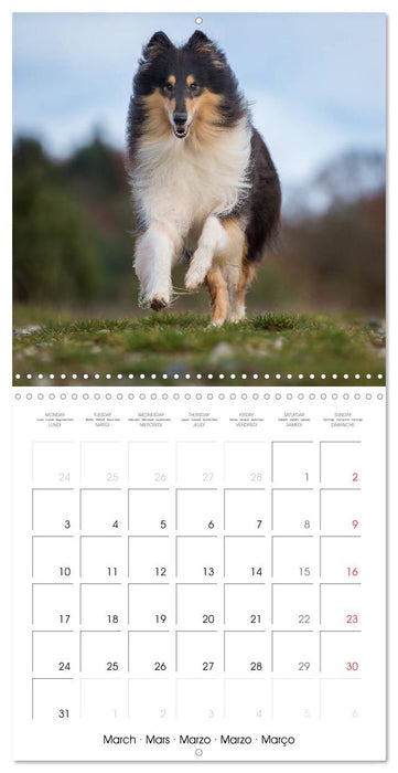 Lovely Collie 2025 (CALVENDO Monthly Calendar 2025)