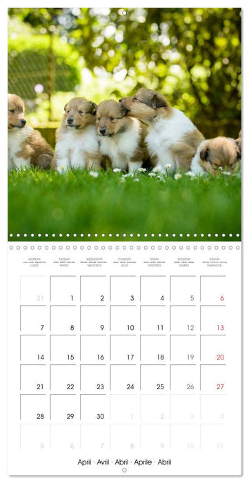 Lovely Collie 2025 (CALVENDO Monthly Calendar 2025)