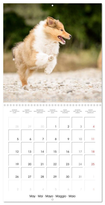 Lovely Collie 2025 (CALVENDO Monthly Calendar 2025)