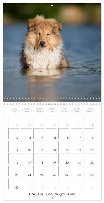 Lovely Collie 2025 (CALVENDO Monthly Calendar 2025)