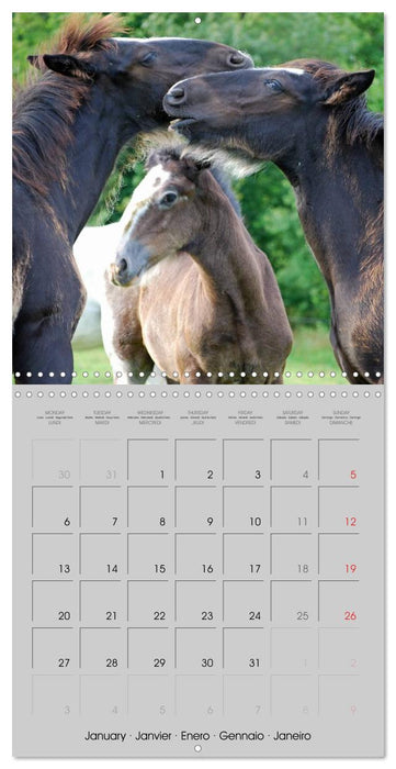 Shire Horse - The gentle giant (CALVENDO Monthly Calendar 2025)