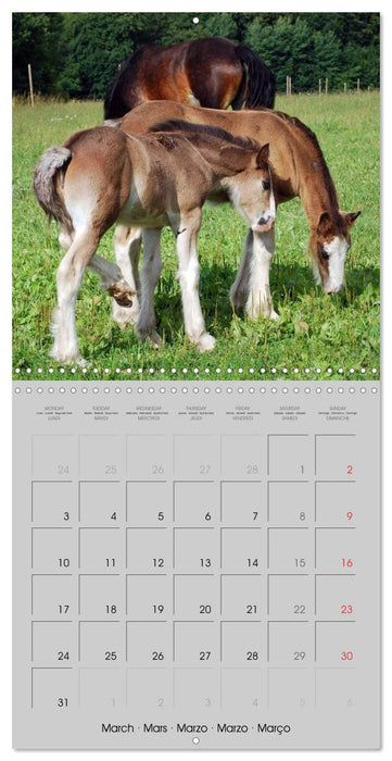 Shire Horse - The gentle giant (CALVENDO Monthly Calendar 2025)