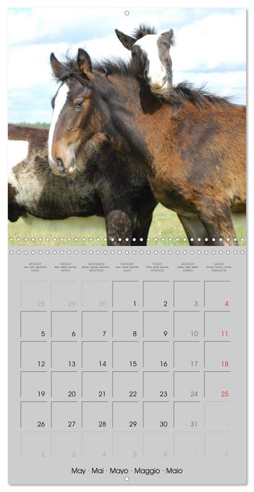 Shire Horse - The gentle giant (CALVENDO Monthly Calendar 2025)