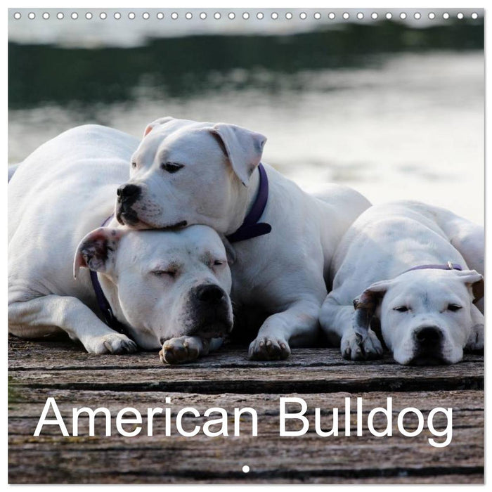 American Bulldog (CALVENDO Monthly Calendar 2025)