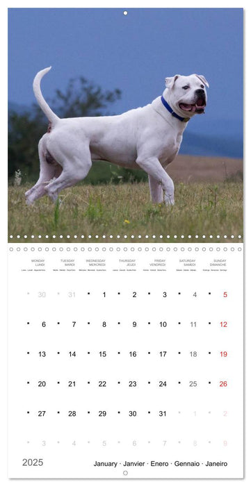 American Bulldog (CALVENDO Monthly Calendar 2025)