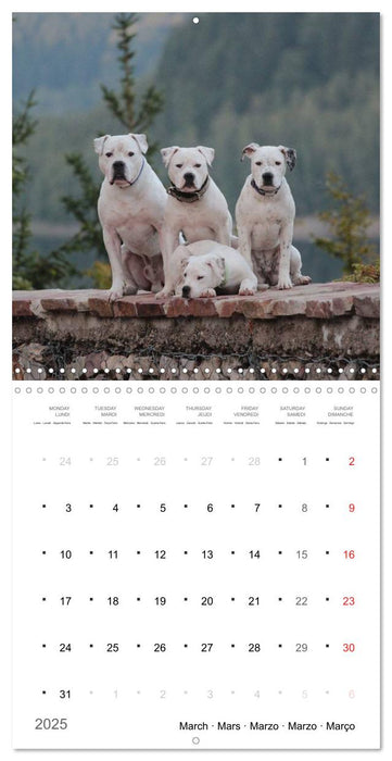 American Bulldog (CALVENDO Monthly Calendar 2025)