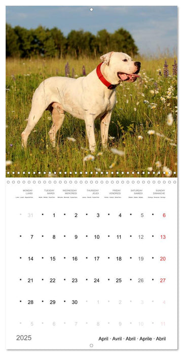 American Bulldog (CALVENDO Monthly Calendar 2025)