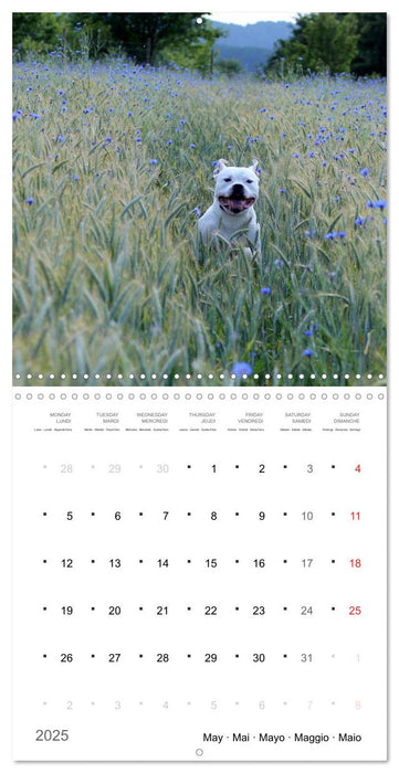 American Bulldog (CALVENDO Monthly Calendar 2025)