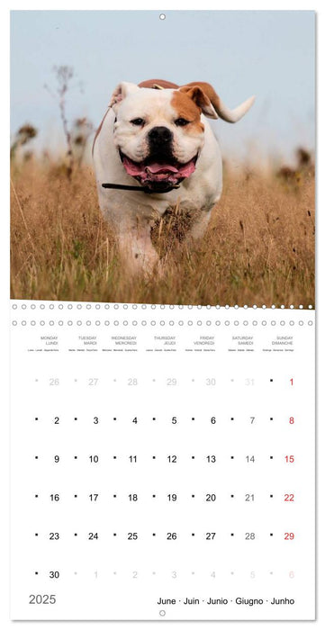 American Bulldog (CALVENDO Monthly Calendar 2025)